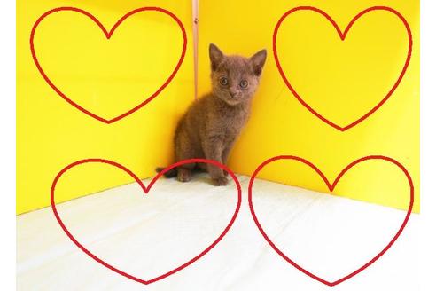 成約済の東京都のロシアンブルー-10480の2枚目