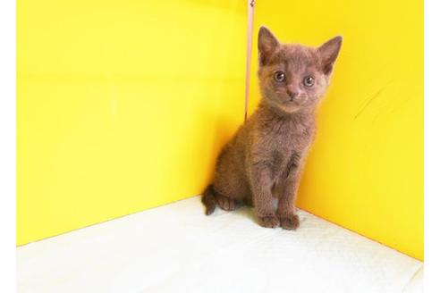 成約済の東京都のロシアンブルー-10480の1枚目