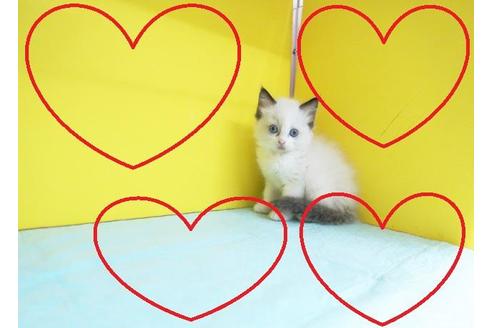 成約済の東京都のラグドール-10481の2枚目