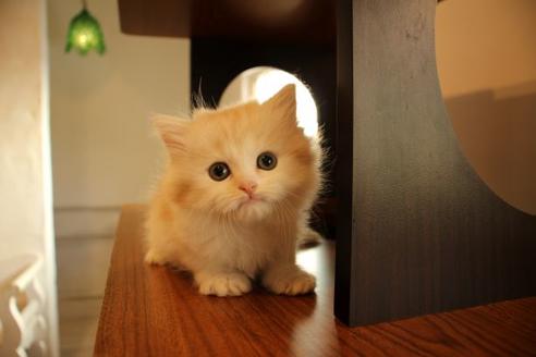 成約済の大阪府のマンチカン-10487の1枚目