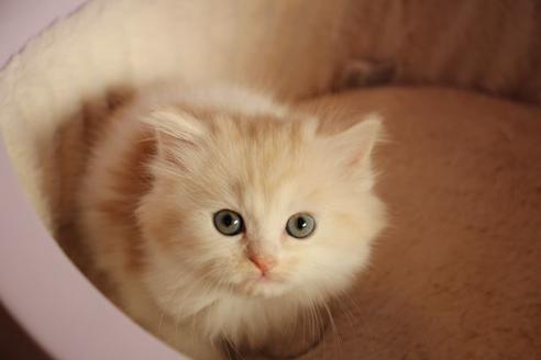 成約済の大阪府のマンチカン-10487の5枚目