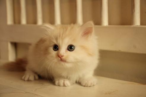 成約済の大阪府のマンチカン-10487の4枚目