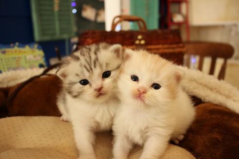 成約済の大阪府のマンチカン-10487の3枚目