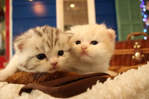 成約済の大阪府のマンチカン-10487の2枚目