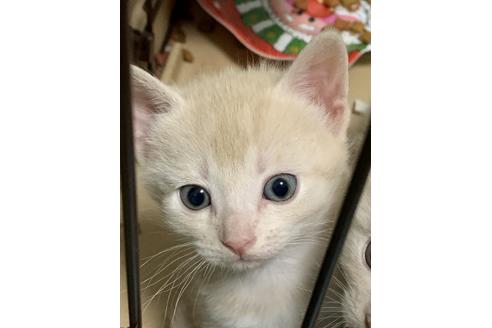 成約済の埼玉県のスコティッシュフォールド-10109の1枚目