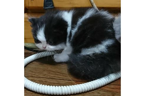 成約済の神奈川県のエキゾチックロングヘア-10489