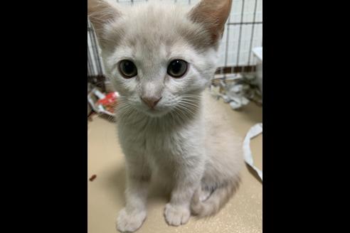 成約済の埼玉県のスコティッシュフォールド-10113の2枚目