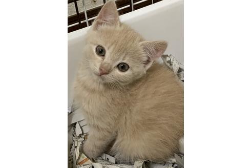 成約済の埼玉県のスコティッシュフォールド-10110