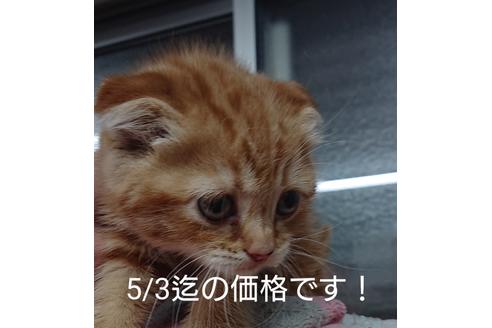 成約済の愛知県のスコティッシュフォールド-10289の2枚目