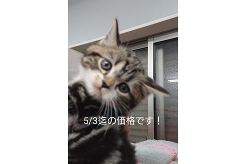 成約済の愛知県のスコティッシュフォールド-10287