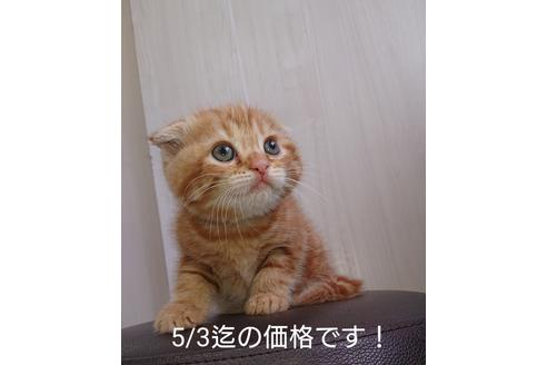 成約済の愛知県のスコティッシュフォールド-10289の1枚目