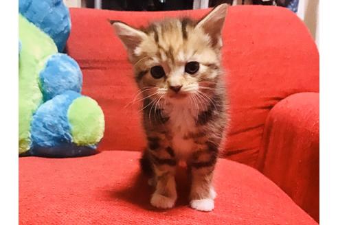 成約済の岐阜県のスコティッシュフォールド-10560の1枚目