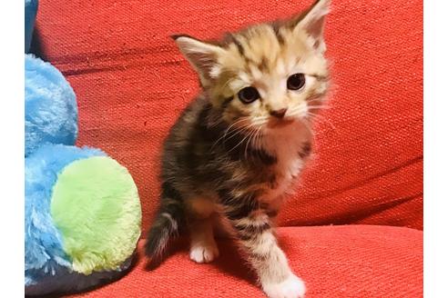 成約済の岐阜県のスコティッシュフォールド-10560の3枚目