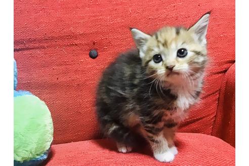 成約済の岐阜県のスコティッシュフォールド-10560の2枚目