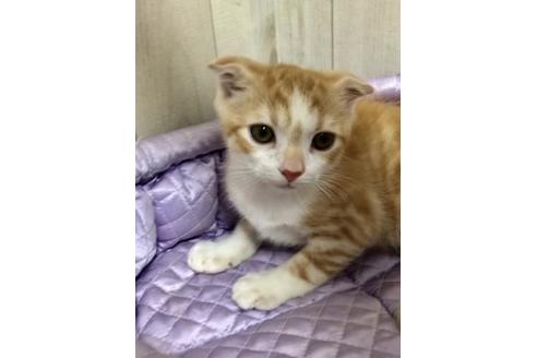 成約済の大阪府のスコティッシュフォールド-9219の10枚目