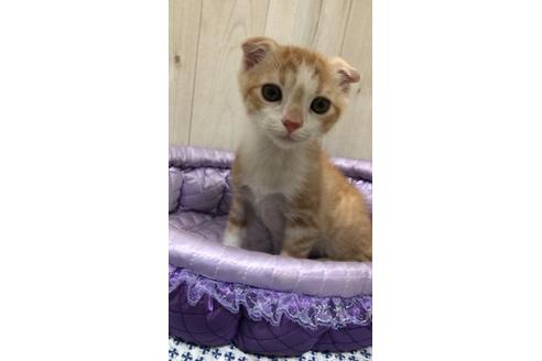 成約済の大阪府のスコティッシュフォールド-9219の9枚目