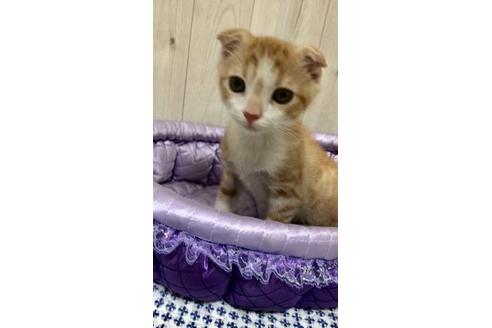 成約済の大阪府のスコティッシュフォールド-9219の8枚目