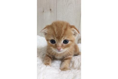 成約済の大阪府のスコティッシュフォールド-9219の6枚目