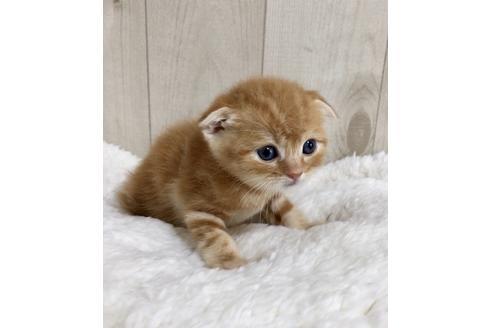 成約済の大阪府のスコティッシュフォールド-9219の4枚目