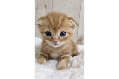 成約済の大阪府のスコティッシュフォールド-9219の3枚目