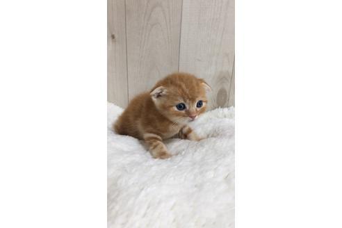 成約済の大阪府のスコティッシュフォールド-9219の2枚目