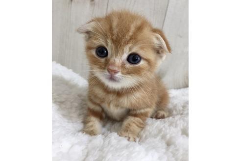 成約済の大阪府のスコティッシュフォールド-9219の1枚目