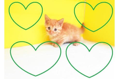 成約済の東京都のマンチカン-10574の2枚目