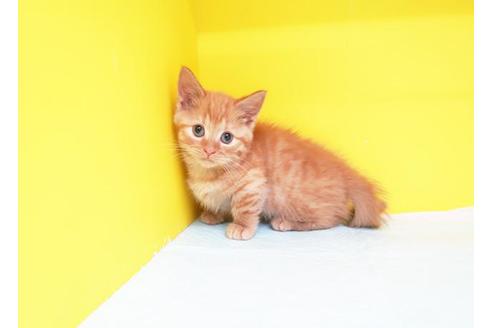 成約済の東京都のマンチカン-10574の1枚目