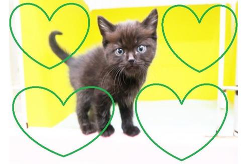 成約済の東京都のマンチカン-10576の1枚目