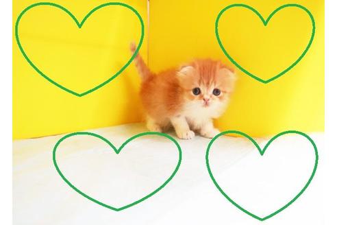 成約済の東京都のスコティッシュフォールド-10577の2枚目