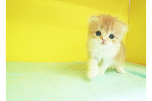 成約済の東京都のスコティッシュフォールド-10577の1枚目