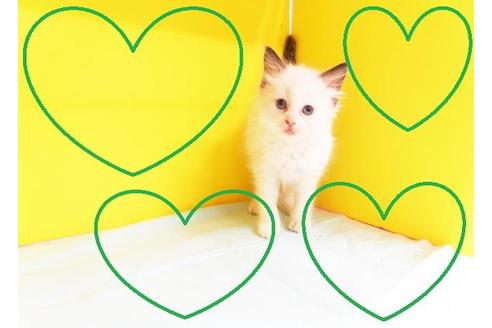 成約済の東京都のラグドール-10580の2枚目