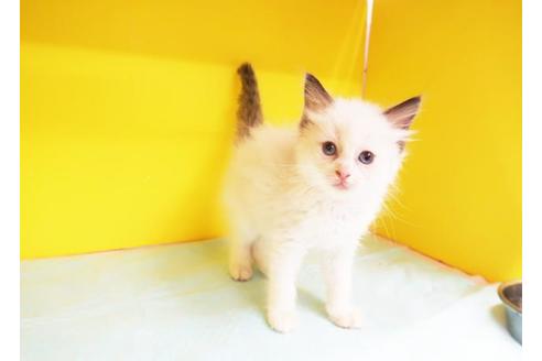 成約済の東京都のラグドール-10580の1枚目