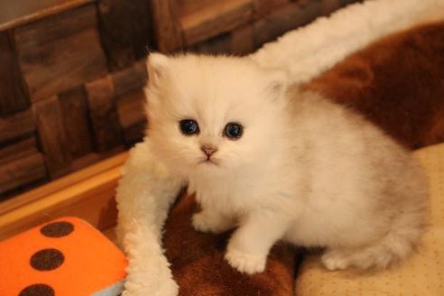 成約済の大阪府のペルシャ-10586の5枚目