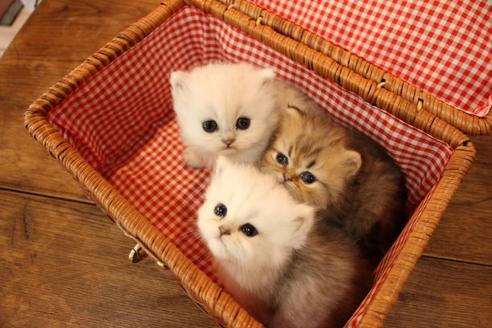 成約済の大阪府のペルシャ-10586の4枚目