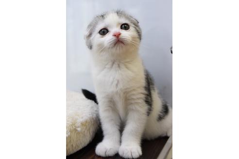 成約済の千葉県のスコティッシュフォールド-10322の1枚目