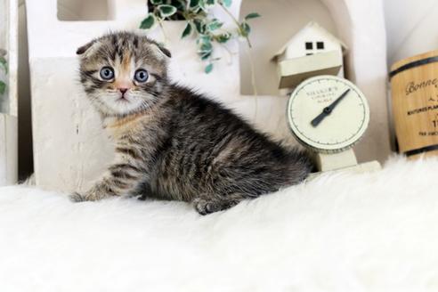 成約済の佐賀県のスコティッシュフォールド-10642の5枚目