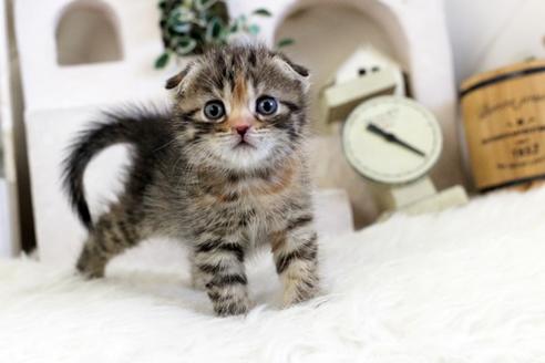 成約済の佐賀県のスコティッシュフォールド-10642の2枚目