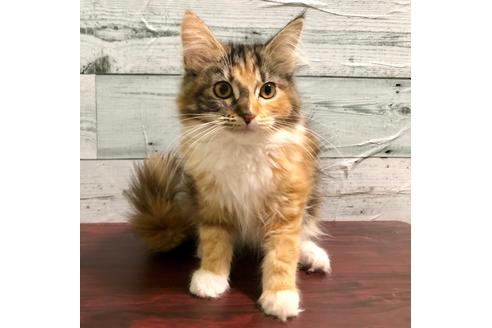 大阪府のメインクーン 女の子 01 02生まれ キャリコ 子猫id 9649 子猫ブリーダーナビ