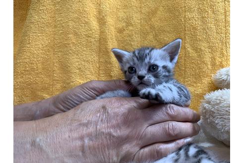 成約済の岐阜県のアメリカンショートヘア-10304の1枚目