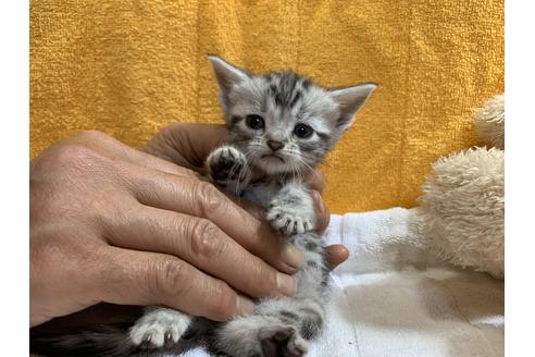 成約済の岐阜県のアメリカンショートヘア-10305の1枚目