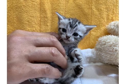 成約済の岐阜県のアメリカンショートヘア-10305の2枚目