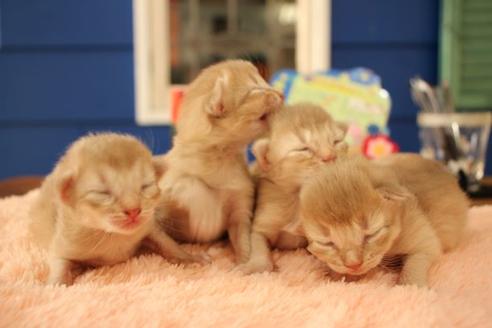 成約済の大阪府のソマリ-10676の7枚目