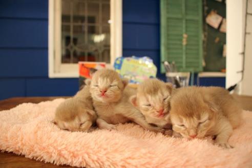 成約済の大阪府のソマリ-10676の6枚目