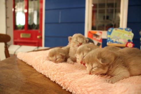 成約済の大阪府のソマリ-10676の5枚目