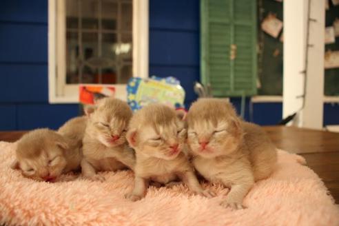 成約済の大阪府のソマリ-10676の4枚目