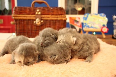 成約済の大阪府のスコティッシュフォールド-10677の7枚目