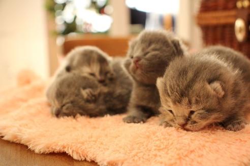 成約済の大阪府のスコティッシュフォールド-10677の6枚目