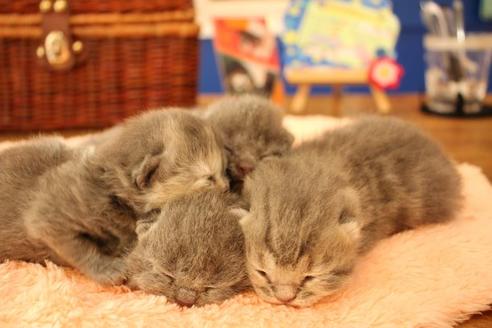 成約済の大阪府のスコティッシュフォールド-10677の5枚目