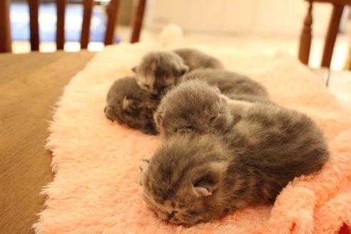 成約済の大阪府のスコティッシュフォールド-10677の4枚目